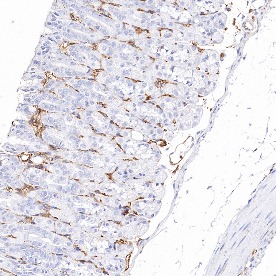 Rabbit anti-CD38 Recombinant Monoclonal Antibody(290-45)