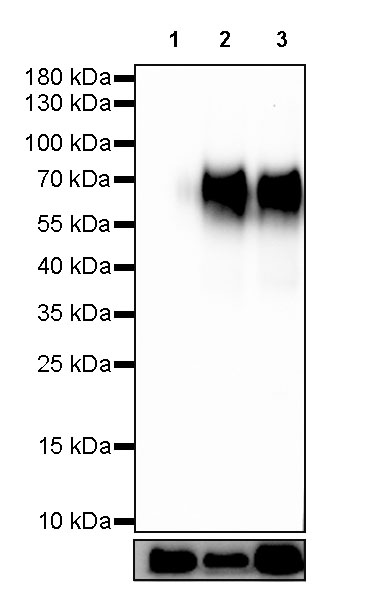 Rabbit anti-CD155 Recombinant Monoclonal Antibody(289-68)