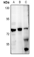 Rabbit anti-ZNF287 Polyclonal Antibody