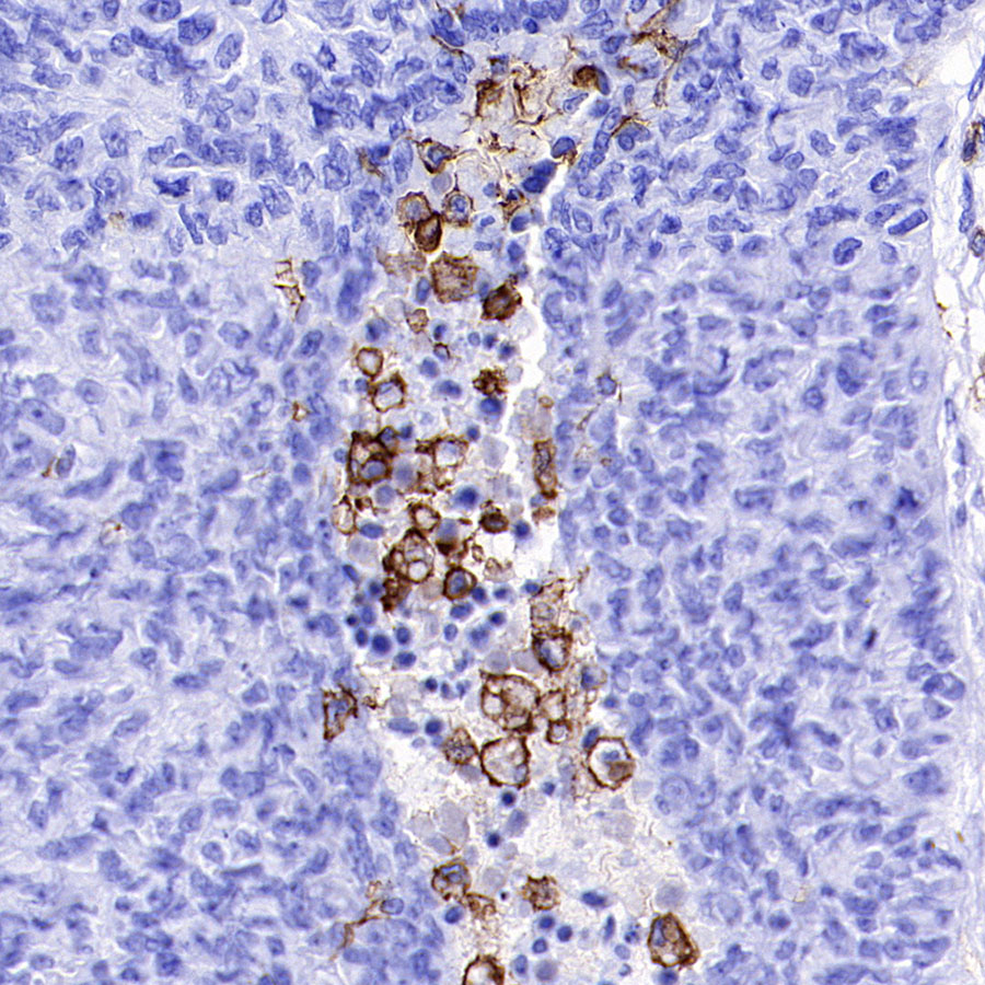 Rabbit anti-LAIR1 Recombinant Monoclonal Antibody(S-285-2)