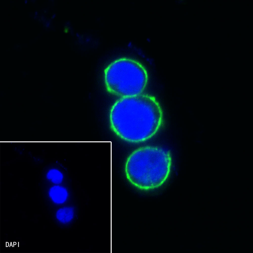 Rabbit anti-LAIR1 Recombinant Monoclonal Antibody(S-285-2)