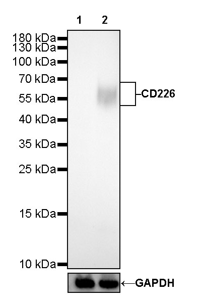 Rabbit anti-CD226 Recombinant Monoclonal Antibody(284-30)