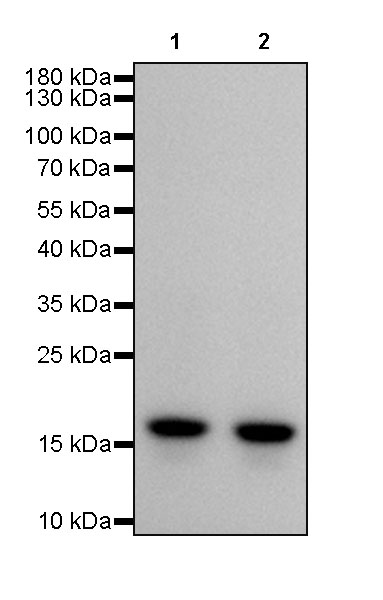 Rabbit anti-Histone H3 Recombinant Monoclonal Antibody(266-44)