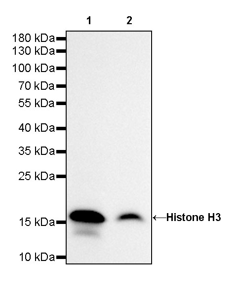 Rabbit anti-Histone H3 Recombinant Monoclonal Antibody(266-44)