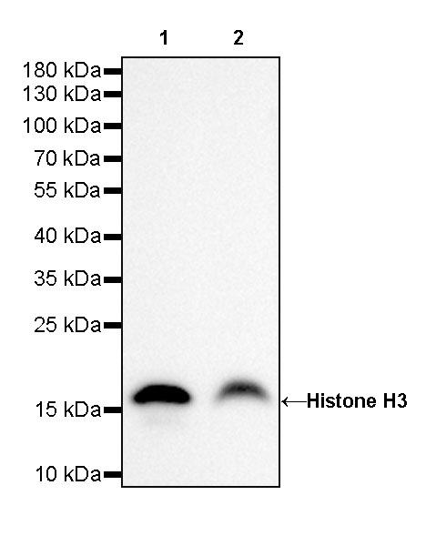 Rabbit anti-Histone H3 Recombinant Monoclonal Antibody(266-44)