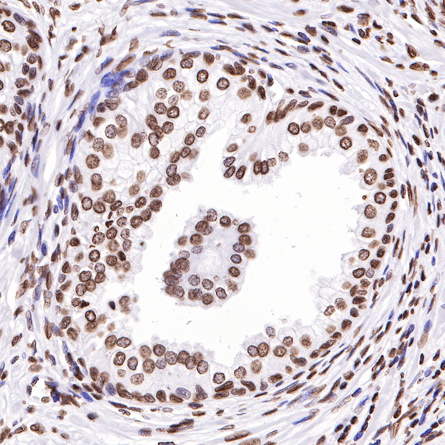Rabbit anti-Histone H3 Recombinant Monoclonal Antibody(266-44)