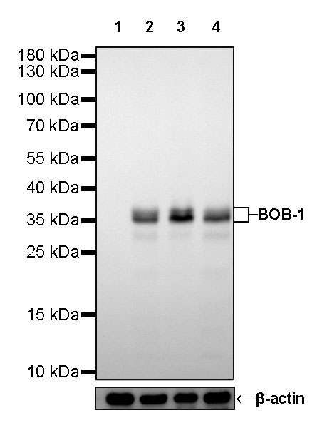 Rabbit anti-BOB-1 Recombinant Monoclonal Antibody(263-55)