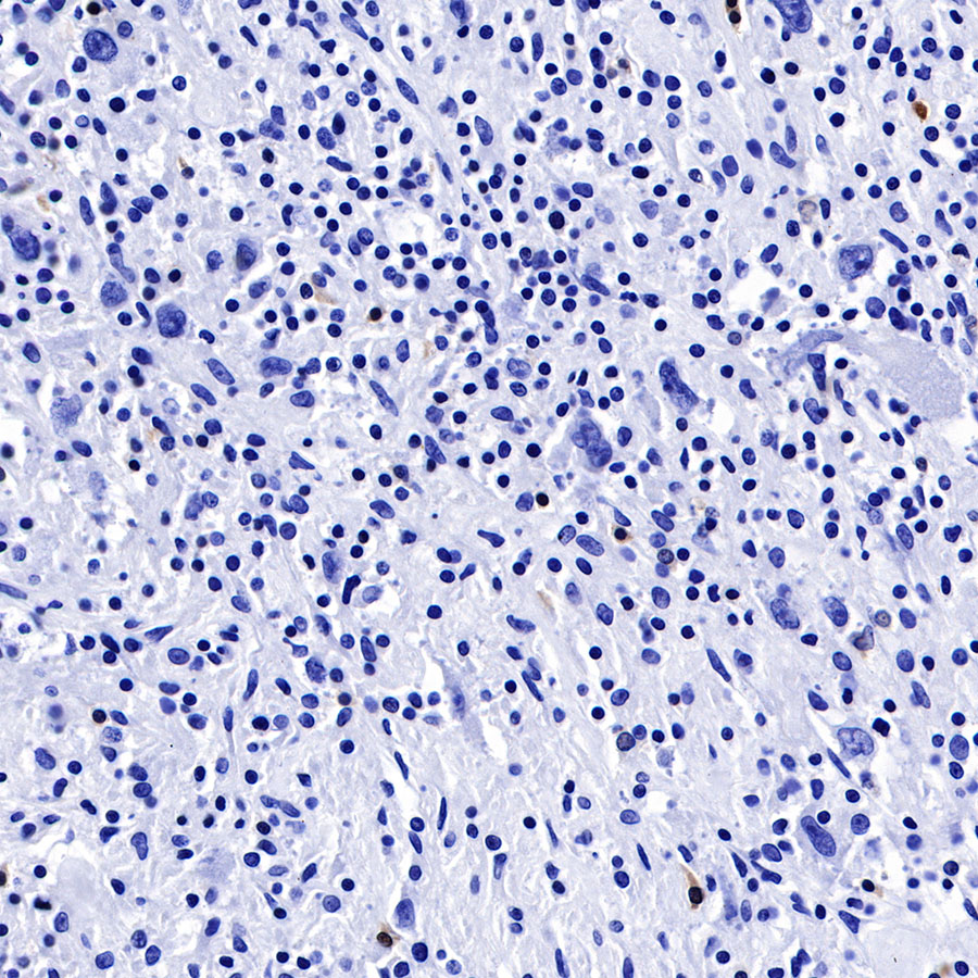Rabbit anti-BOB-1 Recombinant Monoclonal Antibody(263-55)