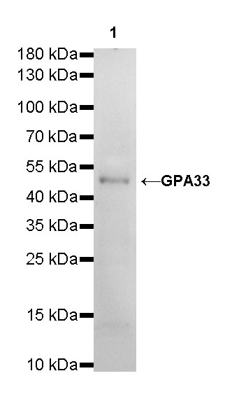 Rabbit anti-GPA33 Recombinant Monoclonal Antibody(248-76)