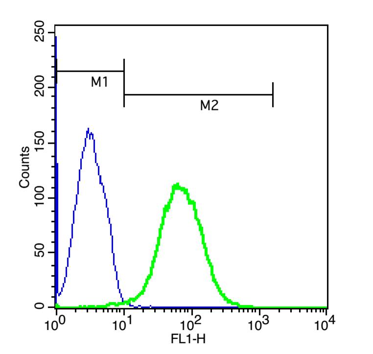 Rabbit anti-Cytochrome b245 Light Chain Polyclonal Antibody