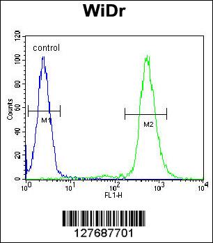 Rabbit anti-RPS6 Polyclonal Antibody(Ser240/244)