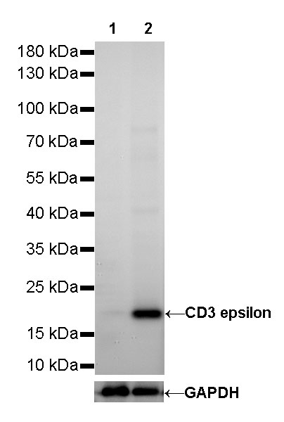 Rabbit anti-CD3 epsilon Recombinant Monoclonal Antibody(241-49)