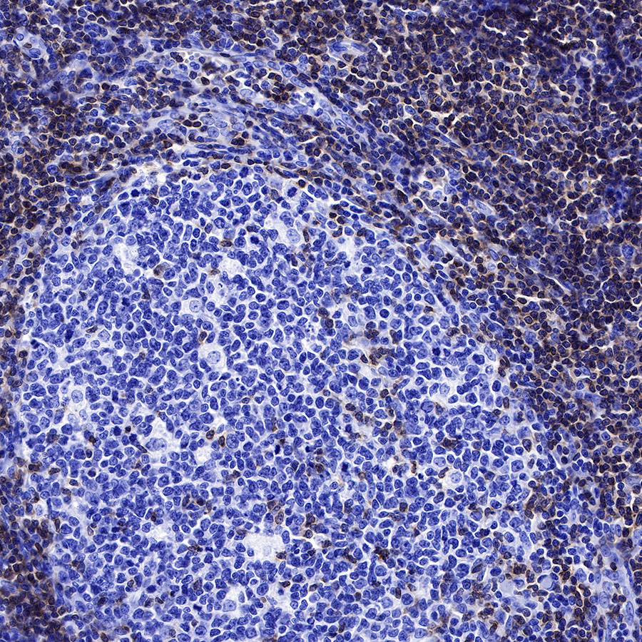 Rabbit anti-CD3 epsilon Recombinant Monoclonal Antibody(241-49)