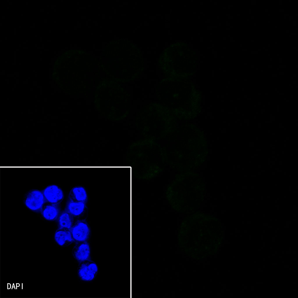 Rabbit anti-CD3 epsilon Recombinant Monoclonal Antibody(241-49)