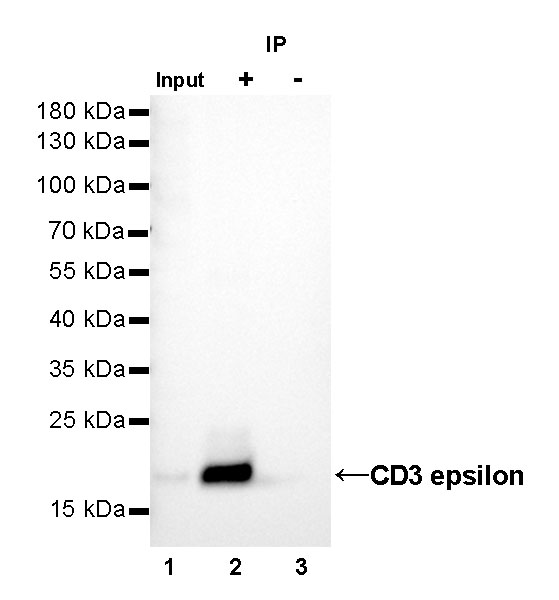 Rabbit anti-CD3 epsilon Recombinant Monoclonal Antibody(241-49)