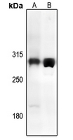 Rabbit anti-TRAP240 Polyclonal Antibody