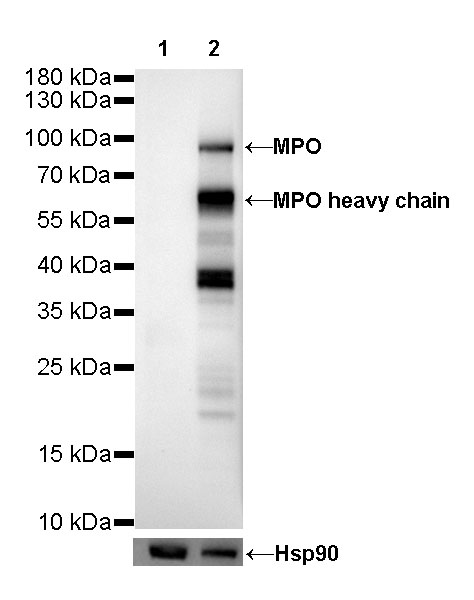 Rabbit anti-MPO Recombinant Monoclonal Antibody(224-19)
