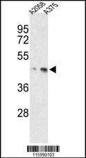 Rabbit anti-MEK1(S218/222) Polyclonal Antibody
