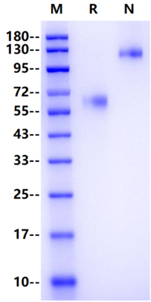 Recombinant Human TMEM219 Fc Chimera Protein(Human Fc Tag)