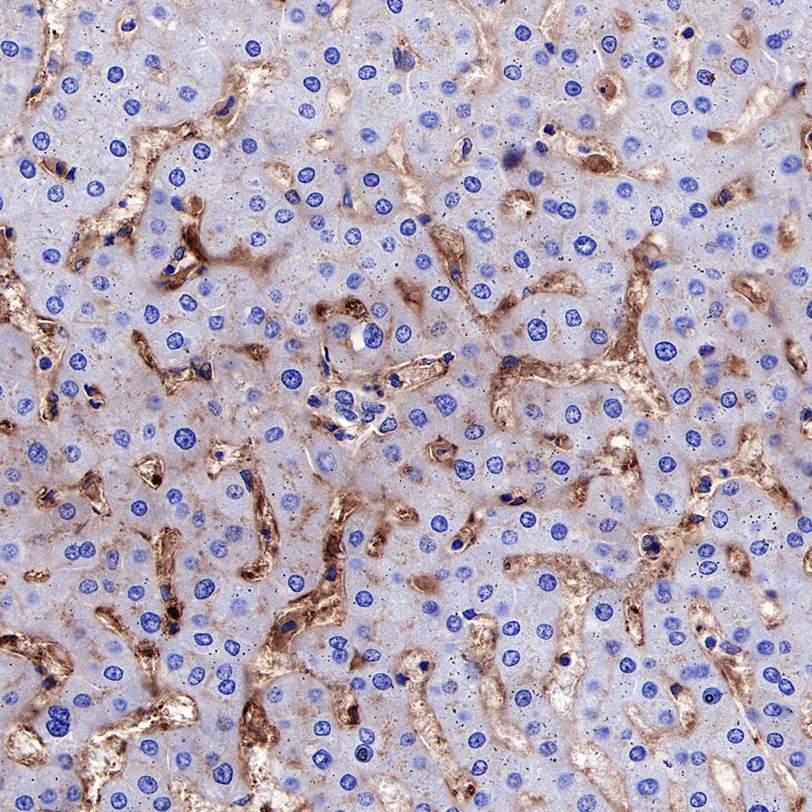 Rabbit anti-CD73 Recombinant Monoclonal Antibody(218-52)