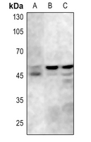Rabbit anti-GSK3α/β(pY279/216) Polyclonal Antibody