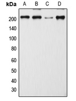 Rabbit anti-CD205 Polyclonal Antibody