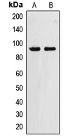 Rabbit anti-ZNF227 Polyclonal Antibody