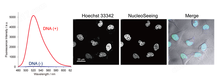 DNA特异性细胞核实时成像试剂 NucleoSeeing细胞培养-wako富士胶片和光