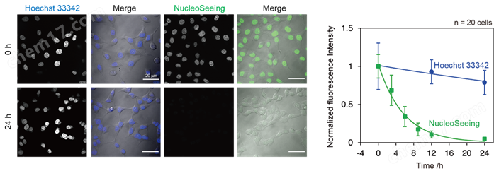 DNA特异性细胞核实时成像试剂 NucleoSeeing细胞培养-Wako富士胶片和光