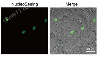 DNA特异性细胞核实时成像试剂 NucleoSeeing细胞培养-Wako富士胶片和光