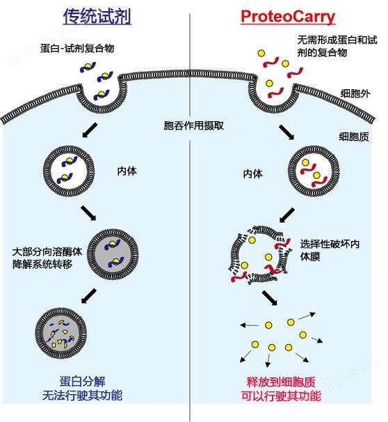 无需预孵育！导入细胞质的蛋白转染试剂蛋白研究-wako富士胶片和光