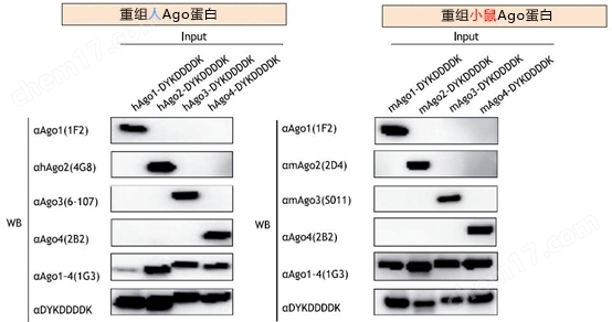 抗Ago单抗系列蛋白研究-Wako富士胶片和光