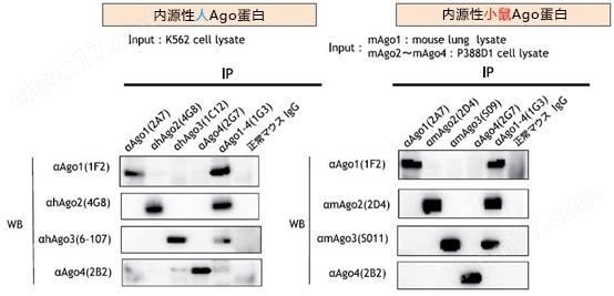 抗Ago单抗系列蛋白研究-Wako富士胶片和光