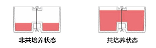 水平连接细胞共培养板细胞培养板-wako富士胶片和光