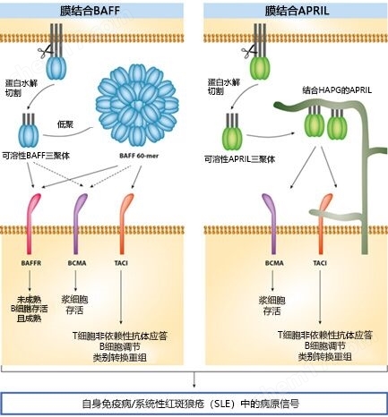 人APRIl与BAFF ELISA试剂盒试剂盒-Wako富士胶片和光