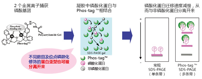 Phos-tag&trade; 质谱分析试剂盒磷酸化蛋白提取-Wako富士胶片和光