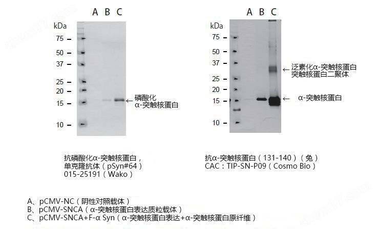 α-突触核蛋白聚集检测试剂盒疾病研究-Wako富士胶片和光