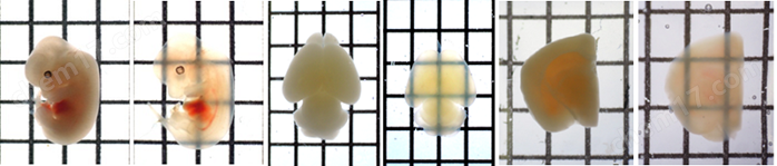 透明室-用于组织透明化样品的成像室透明组织化-Wako富士胶片和光