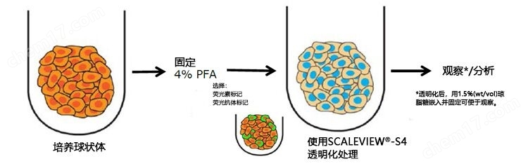 SCALEVIEW&#174;-S4 球状体&#183;细胞透明化试剂细胞培养-wako富士胶片和光