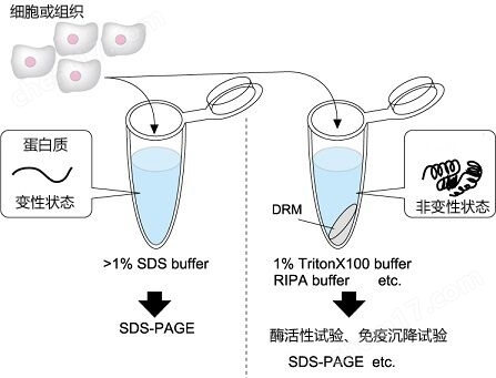 UltraRIPA 脂筏提取缓冲液套装蛋白研究-wako富士胶片和光