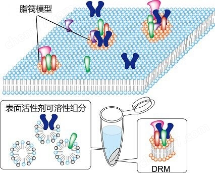 UltraRIPA 脂筏提取缓冲液套装蛋白研究-wako富士胶片和光