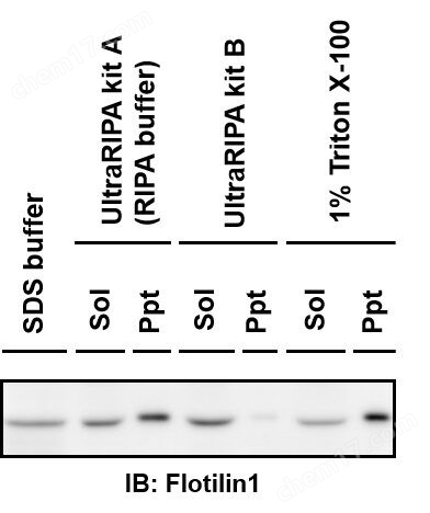 UltraRIPA 脂筏提取缓冲液套装蛋白研究-wako富士胶片和光