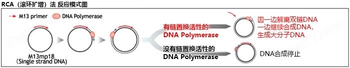 链置换酶 Bst DNA Polymerase小分子与天然产物-wako富士胶片和光