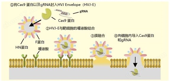 Cas9 蛋白/gRNA 转染试剂小分子与天然产物-wako富士胶片和光