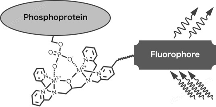 Phos-tag&trade; 黄色荧光染料磷酸化蛋白提取-wako富士胶片和光