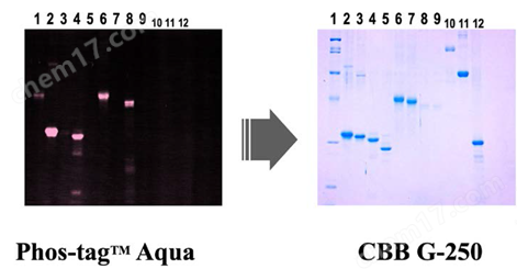 Phos-tag&trade; 黄色荧光染料磷酸化蛋白提取-wako富士胶片和光