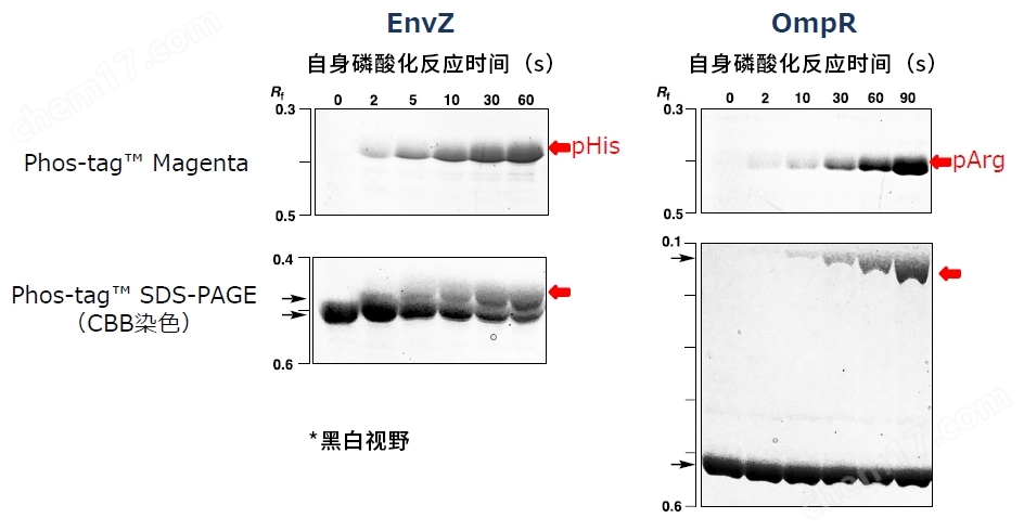 Phos-tag&trade; 黄色荧光染料磷酸化蛋白提取-wako富士胶片和光