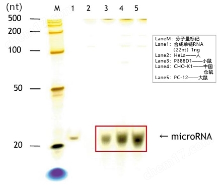 硅胶珠型microRNA分离试剂盒试剂盒-wako富士胶片和光