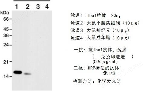 兔源Iba1抗体，无标签疾病研究-wako富士胶片和光