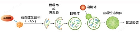 CYTO-ID&#174; 自噬检测试剂盒自噬-wako富士胶片和光